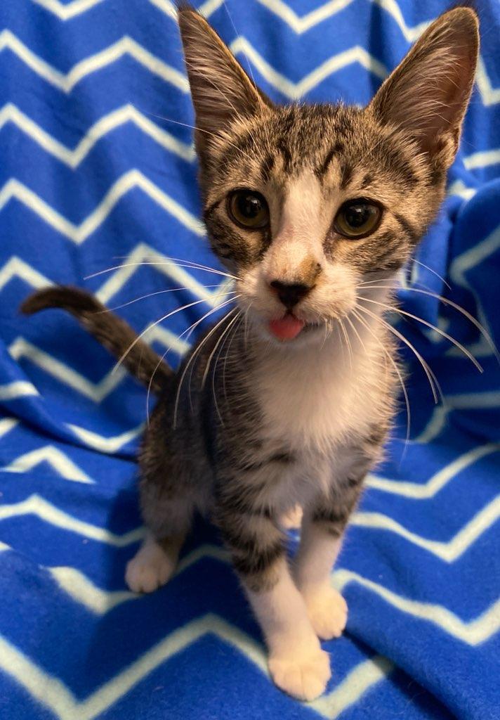 Dobby, an adopted Domestic Short Hair in Colusa, CA image 4/5
