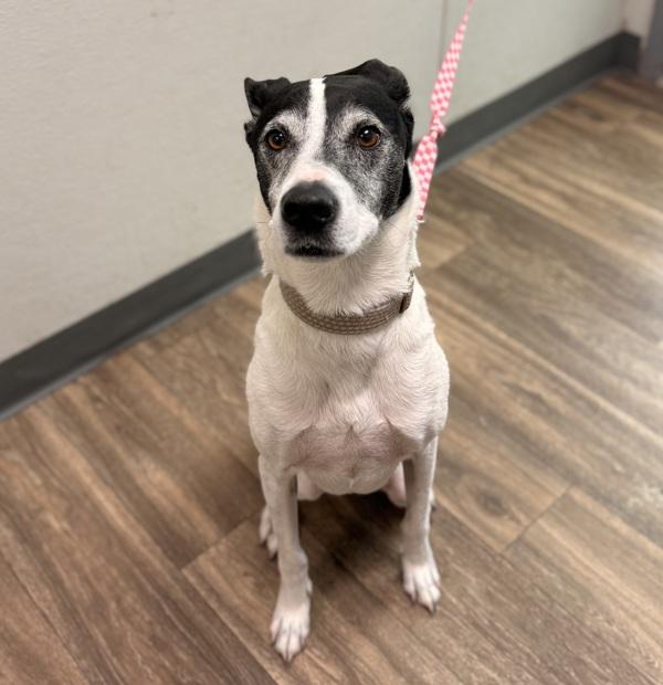 Skipper, Adoptable, Adult Male Labrador Retriever.