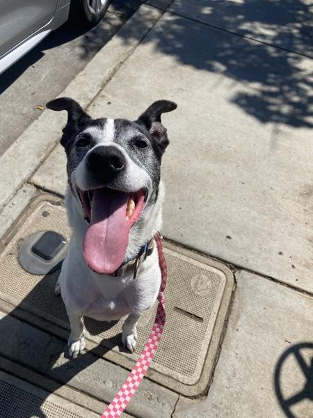 Enlarge Skipper, a Adoptable mixed breed in San Diego, CA image 2/3