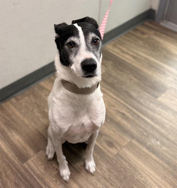 Enlarge Skipper, a Adoptable mixed breed in San Diego, CA image 3/3