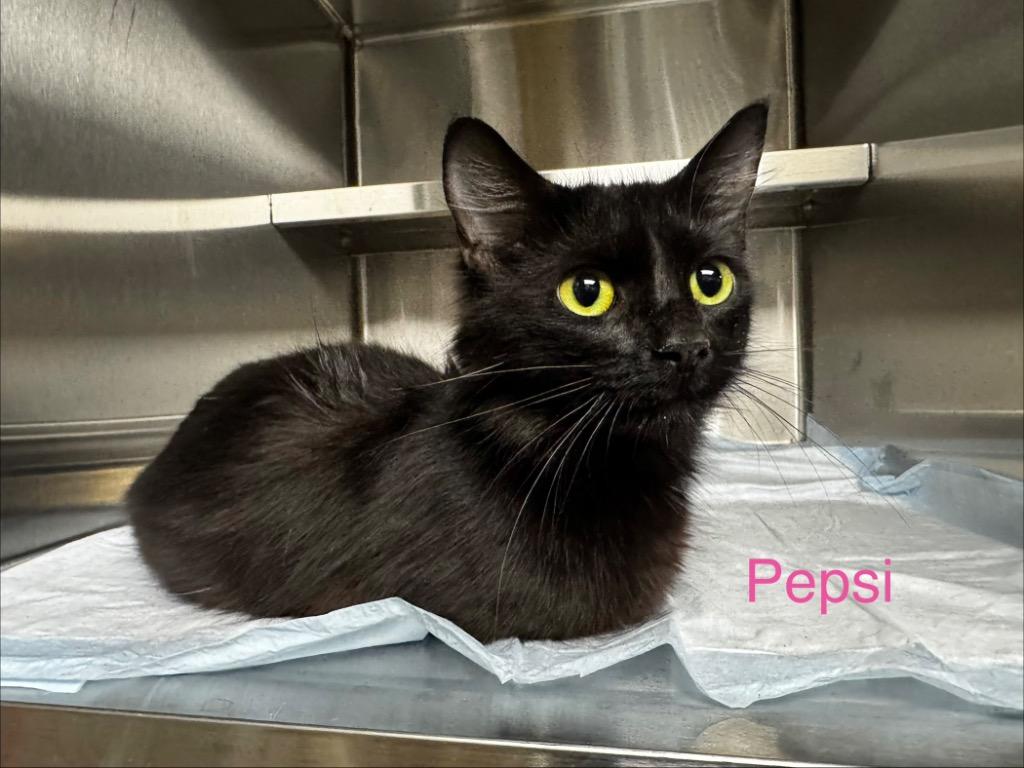 Pepsi, Adoptable, Young Female Domestic Short Hair.