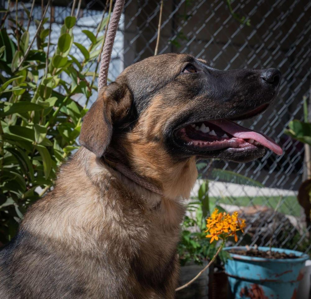 CHURRO, Adoptable, Young Male Mixed Breed.