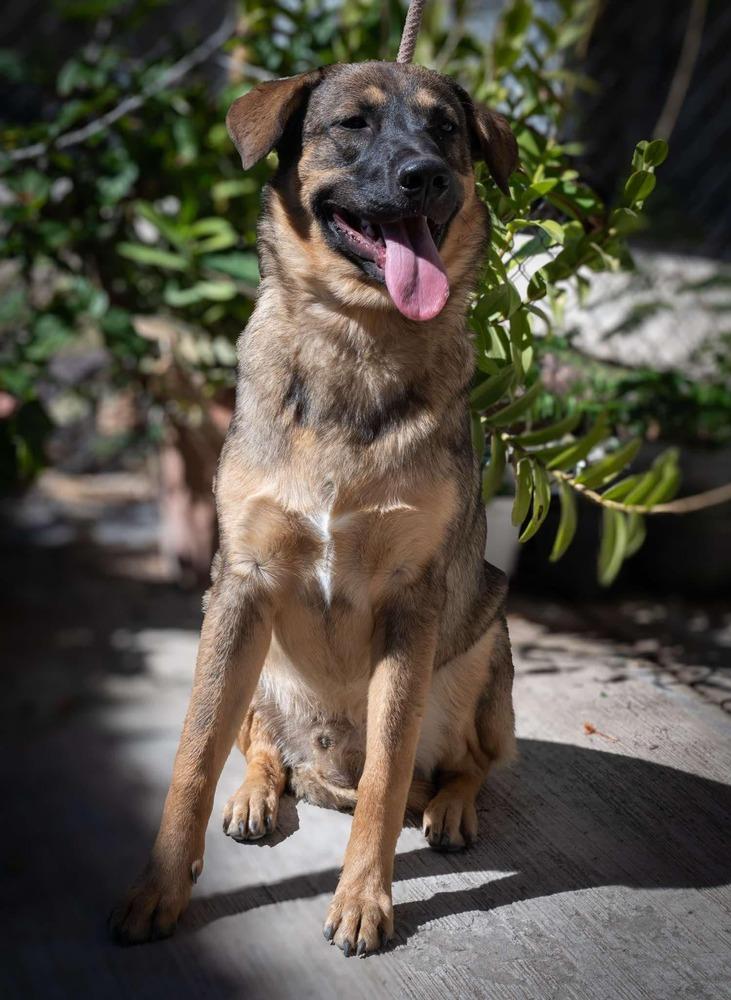 Enlarge CHURRO, a Adoptable mixed breed in Ajijic Centro, JAL image 2/2