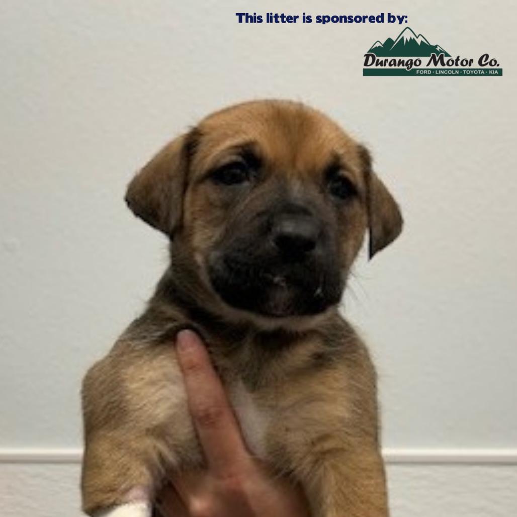 Tacoma, Adoptable, Puppy Male Mixed Breed.