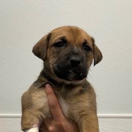 Tacoma, a Adoptable Mixed Breed in Durango, CO image 2/2
