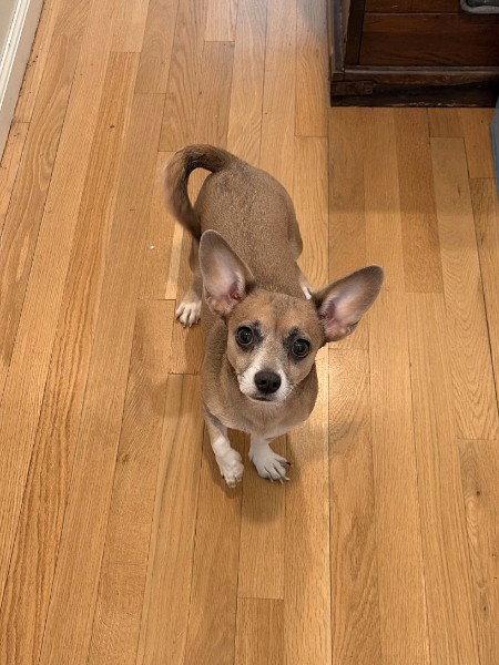 Skyla- loving mama, Adoptable, Young Female Chihuahua & Dachshund.