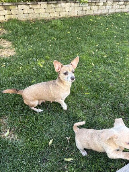 Enlarge Skyla- loving mama, a Adoptable mixed breed in Oakhurst, NJ image 2/3