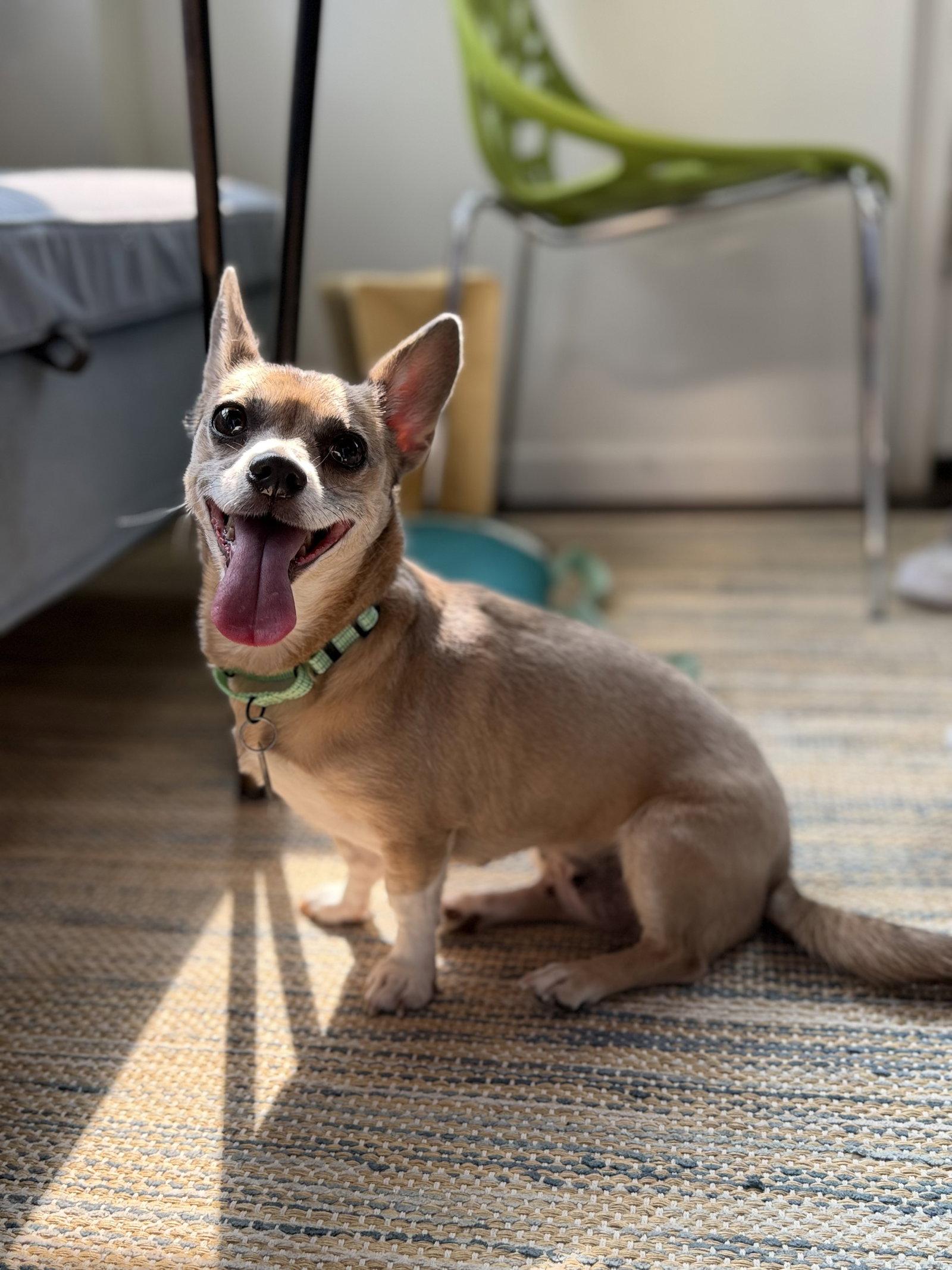 Skyla - Loving Mama, Adoptable, Young Female Chihuahua & Dachshund.