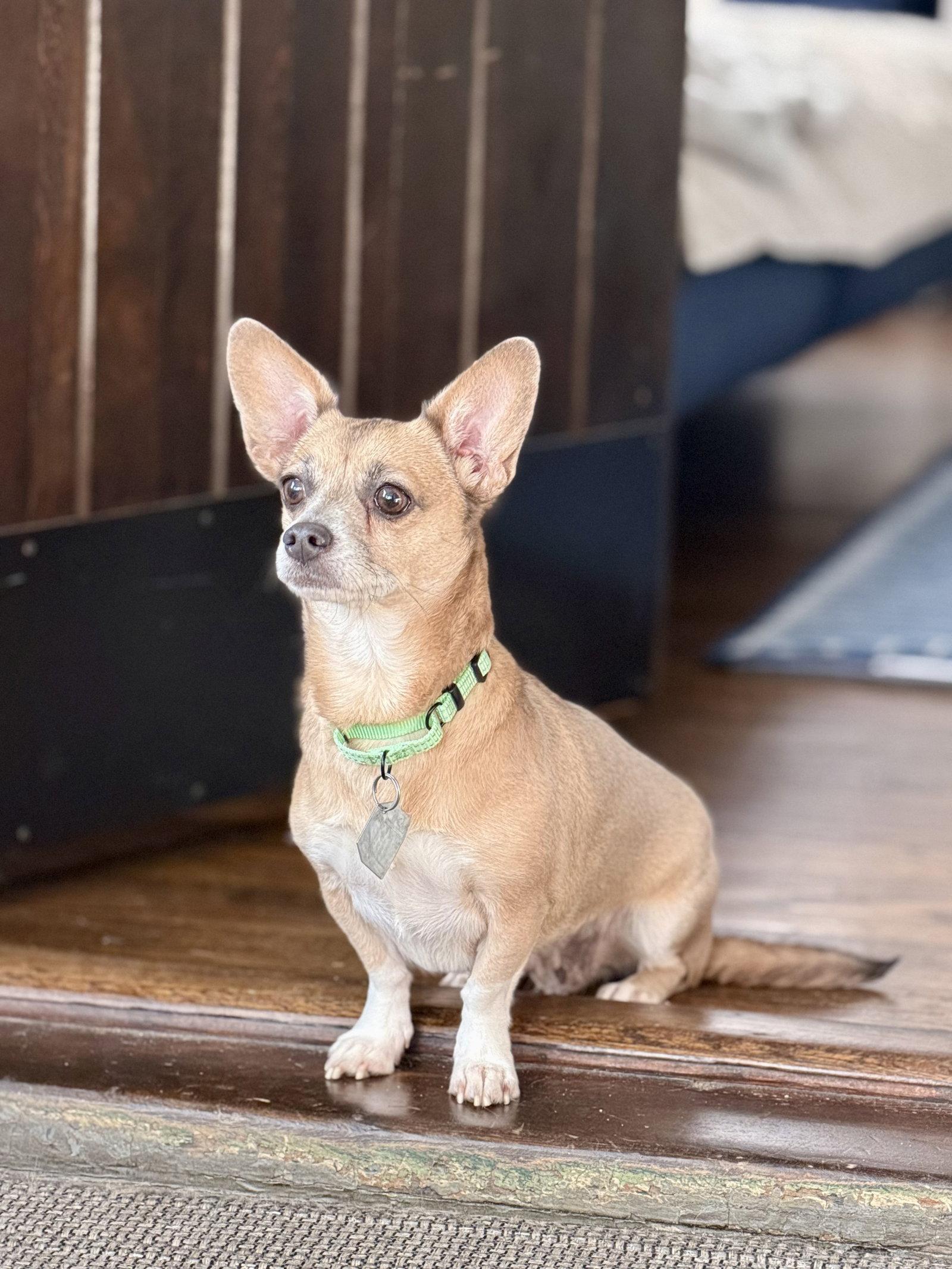 Enlarge Skyla - Loving Mama, a Adoptable mixed breed in Oakhurst, NJ image 2/3