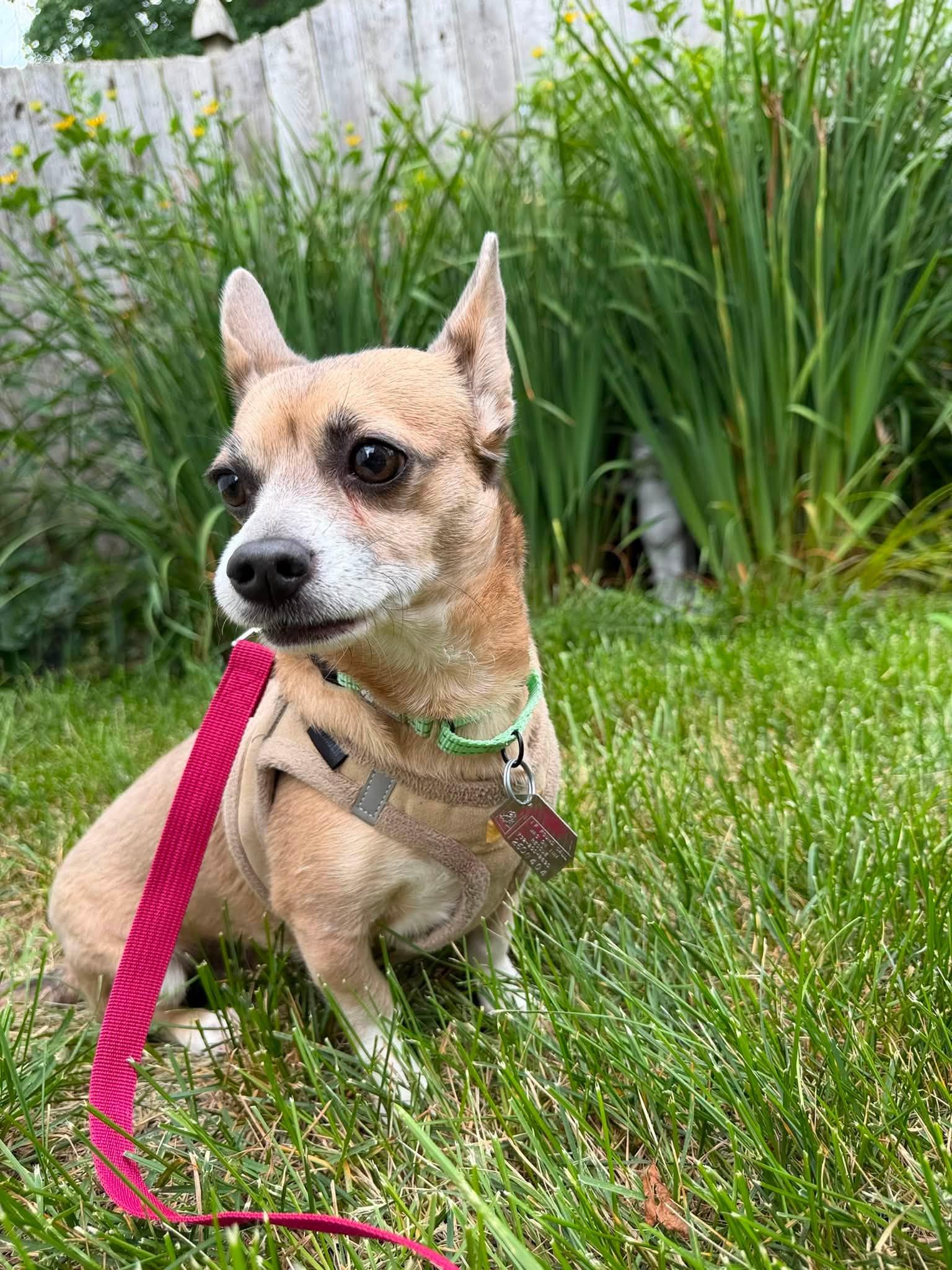 Enlarge Skyla - Loving Mama, a Adoptable mixed breed in Oakhurst, NJ image 3/3