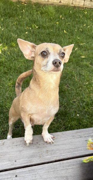 Enlarge Skyla- loving mama, a Adoptable mixed breed in Oakhurst, NJ image 3/3