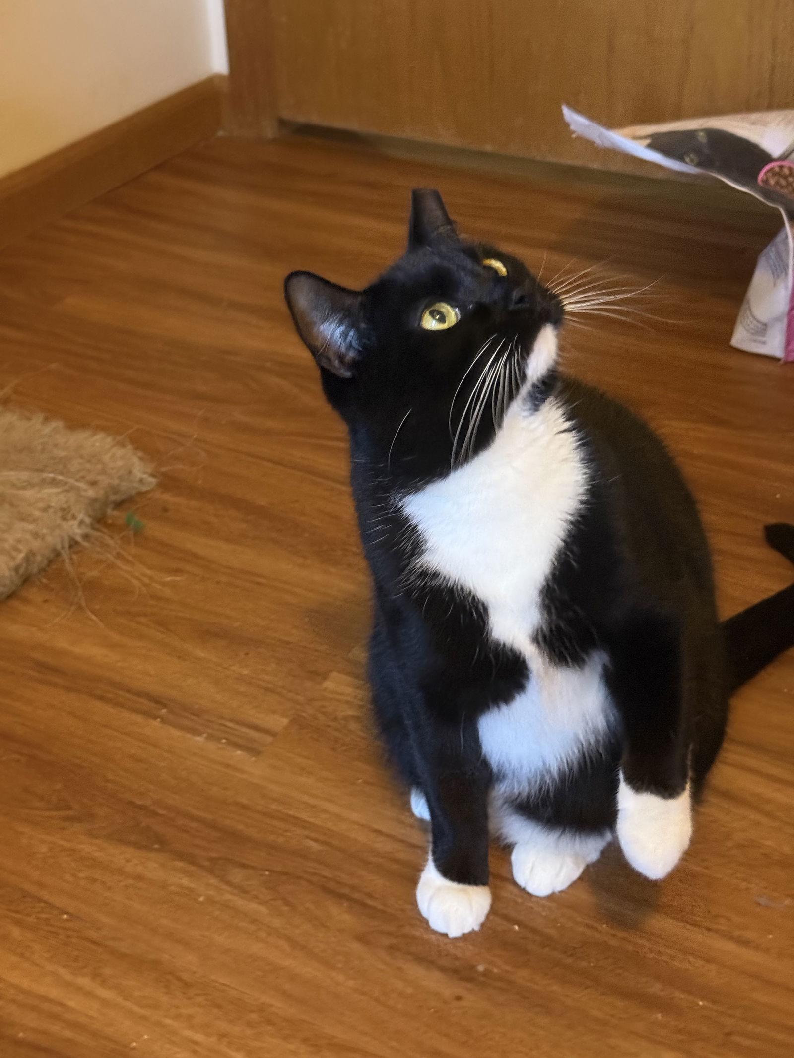 Enlarge Genesis, a Adoptable Domestic Short Hair in Aurora, CO image 1/3