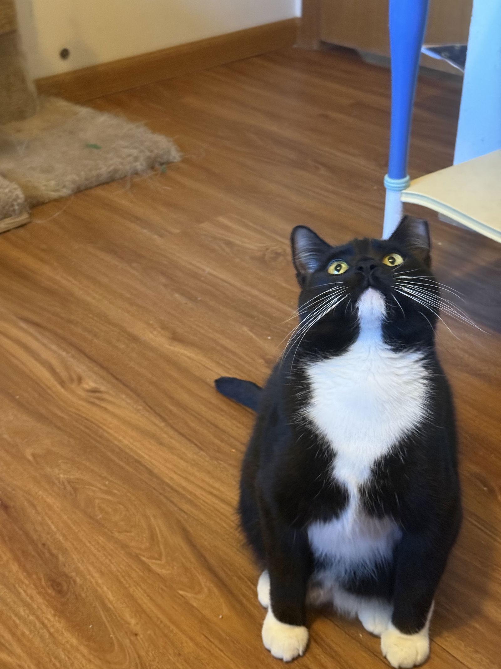 Enlarge Genesis, a Adoptable Domestic Short Hair in Aurora, CO image 2/3