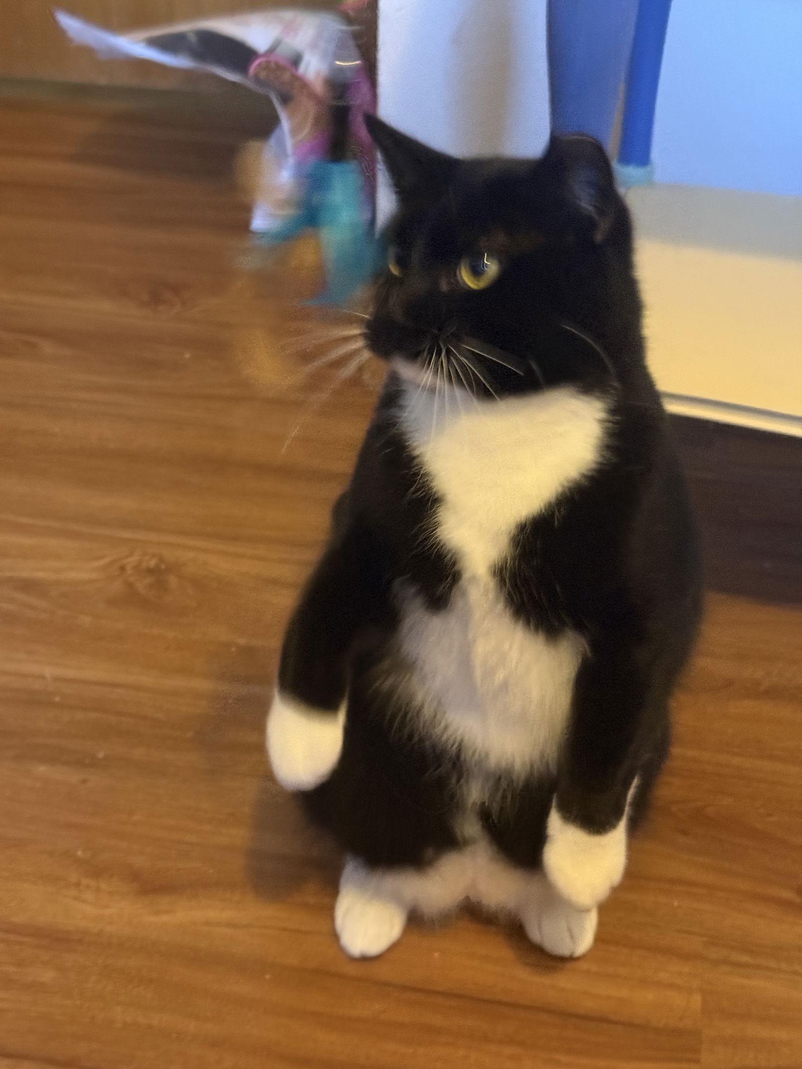 Enlarge Genesis, a Adoptable Domestic Short Hair in Aurora, CO image 3/3