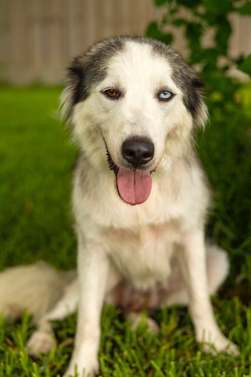 Dog for adoption Macy, the Most Magnificent Girl, a Great Pyrenees