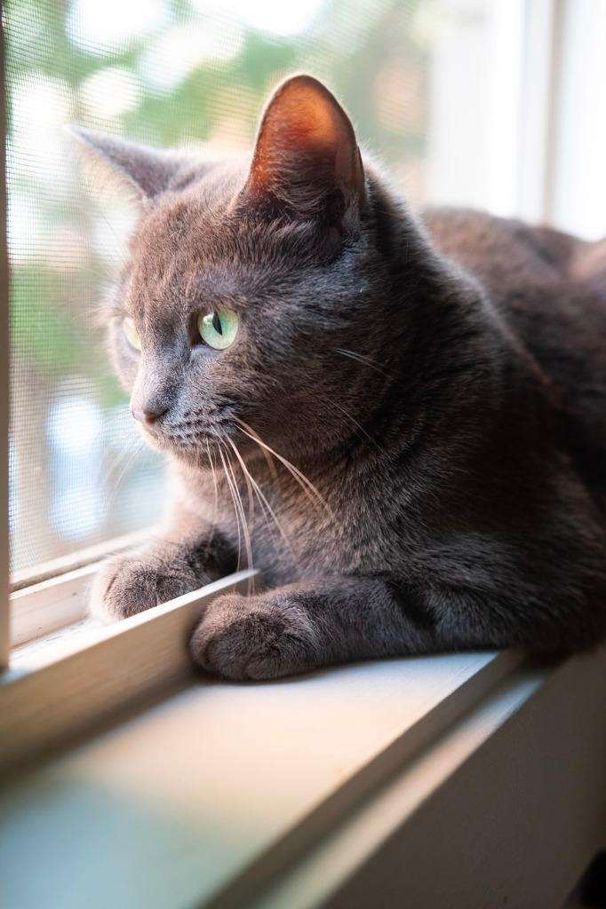 Enlarge Rochambeau, a Adoptable mixed breed in Calgary, AB image 1/3