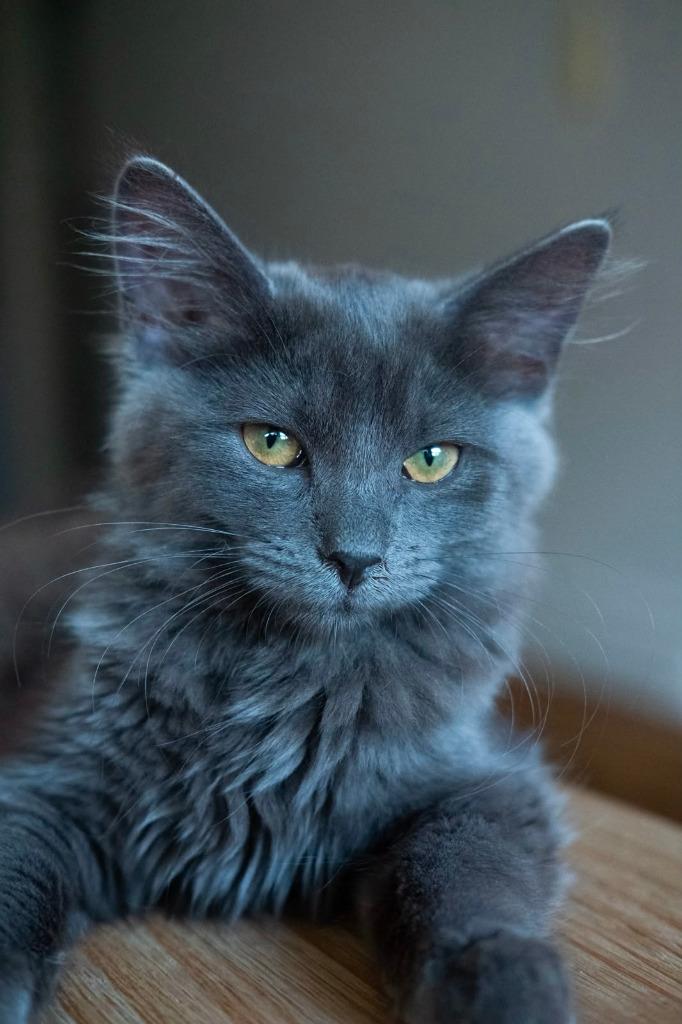 Enlarge Rochambeau, a Adoptable mixed breed in Calgary, AB image 2/3