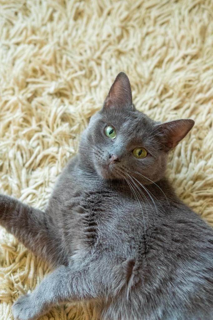 Enlarge Rochambeau, a Adoptable mixed breed in Calgary, AB image 3/3
