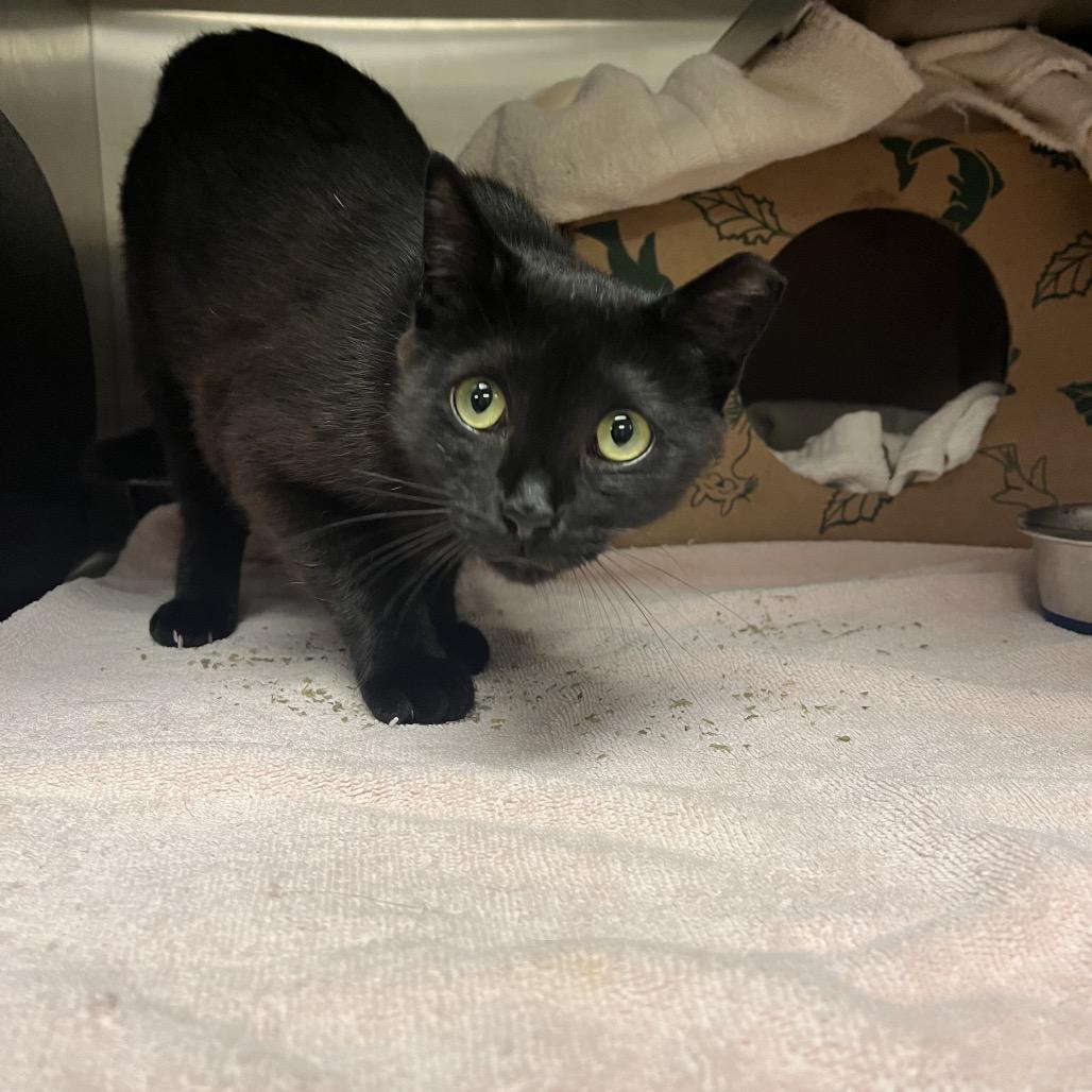 Enlarge Rebecca, a Adoptable Domestic Short Hair in Bristol, IN image 1/3