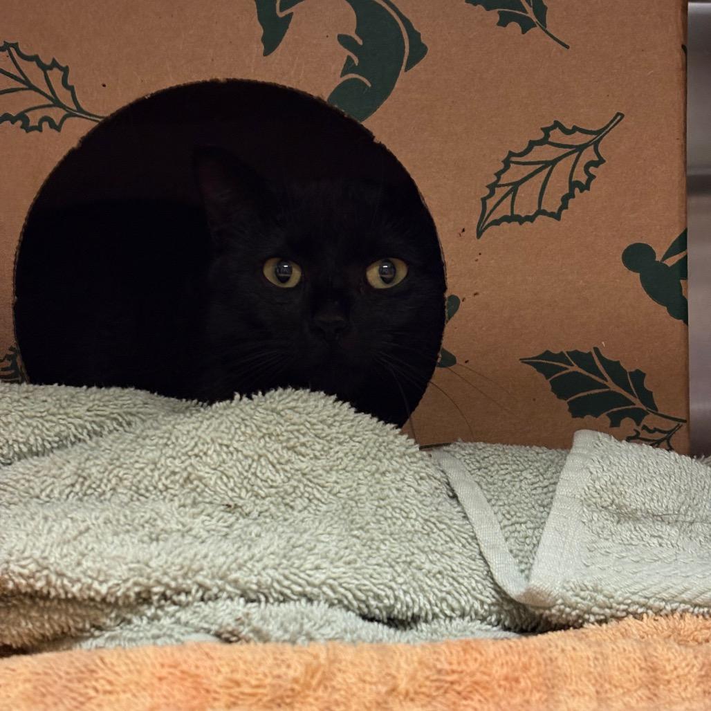 Enlarge Rebecca, a Adoptable Domestic Short Hair in Bristol, IN image 2/3