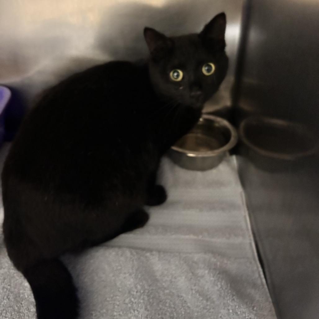 Enlarge Rebecca, a Adoptable Domestic Short Hair in Bristol, IN image 3/3