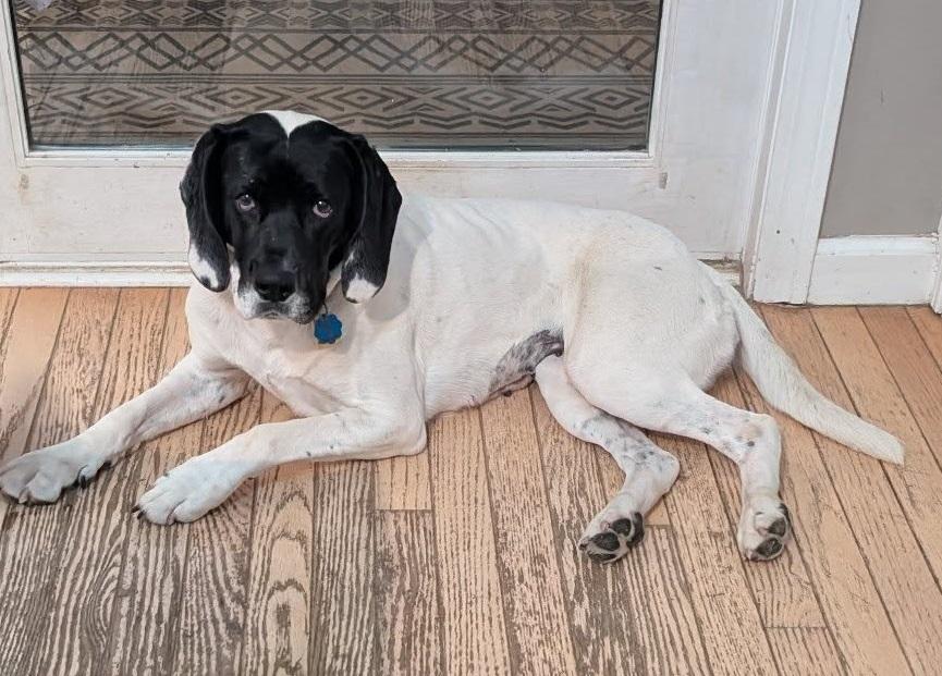 Briar, Adoptable, Adult Female Hound.