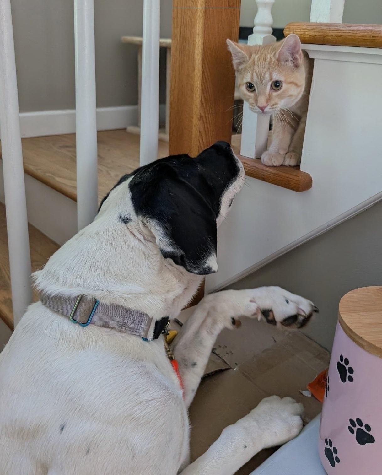 Enlarge Briar, a Adoptable Hound in Mansfield Center, CT image 2/4