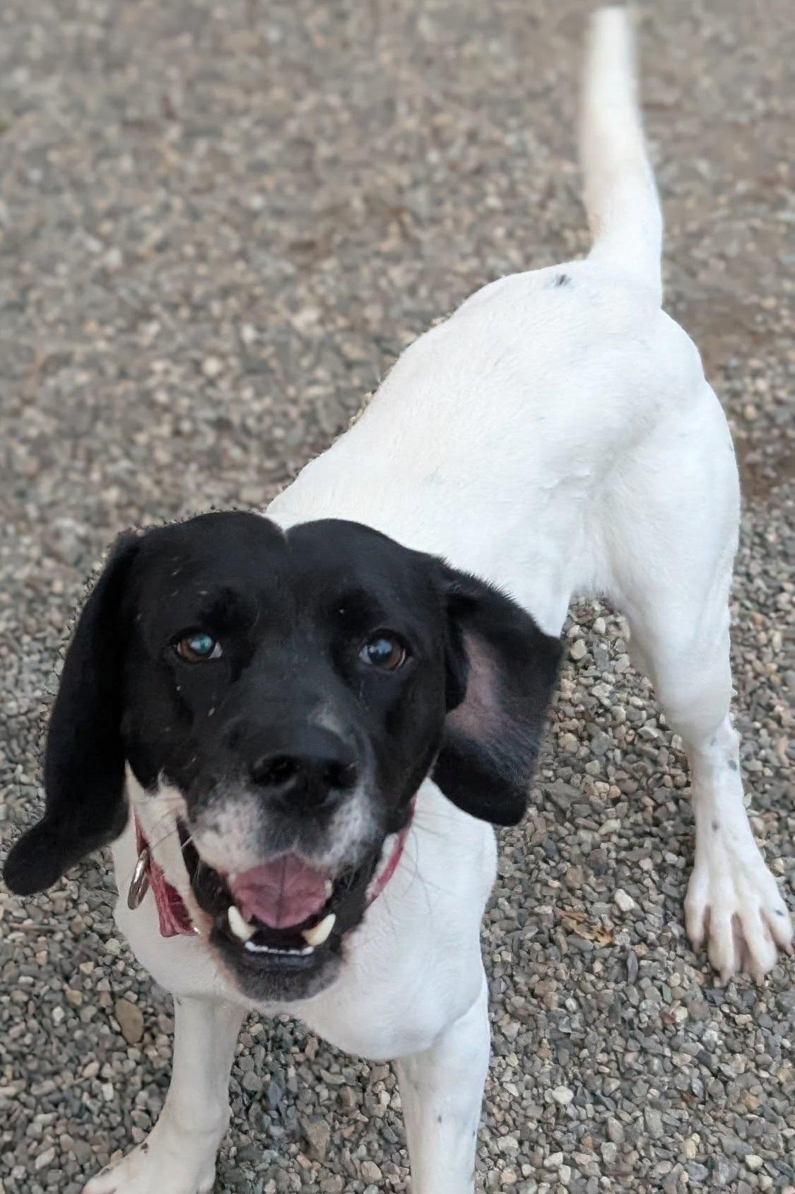 Enlarge Briar, a Adoptable Hound in Mansfield Center, CT image 3/4