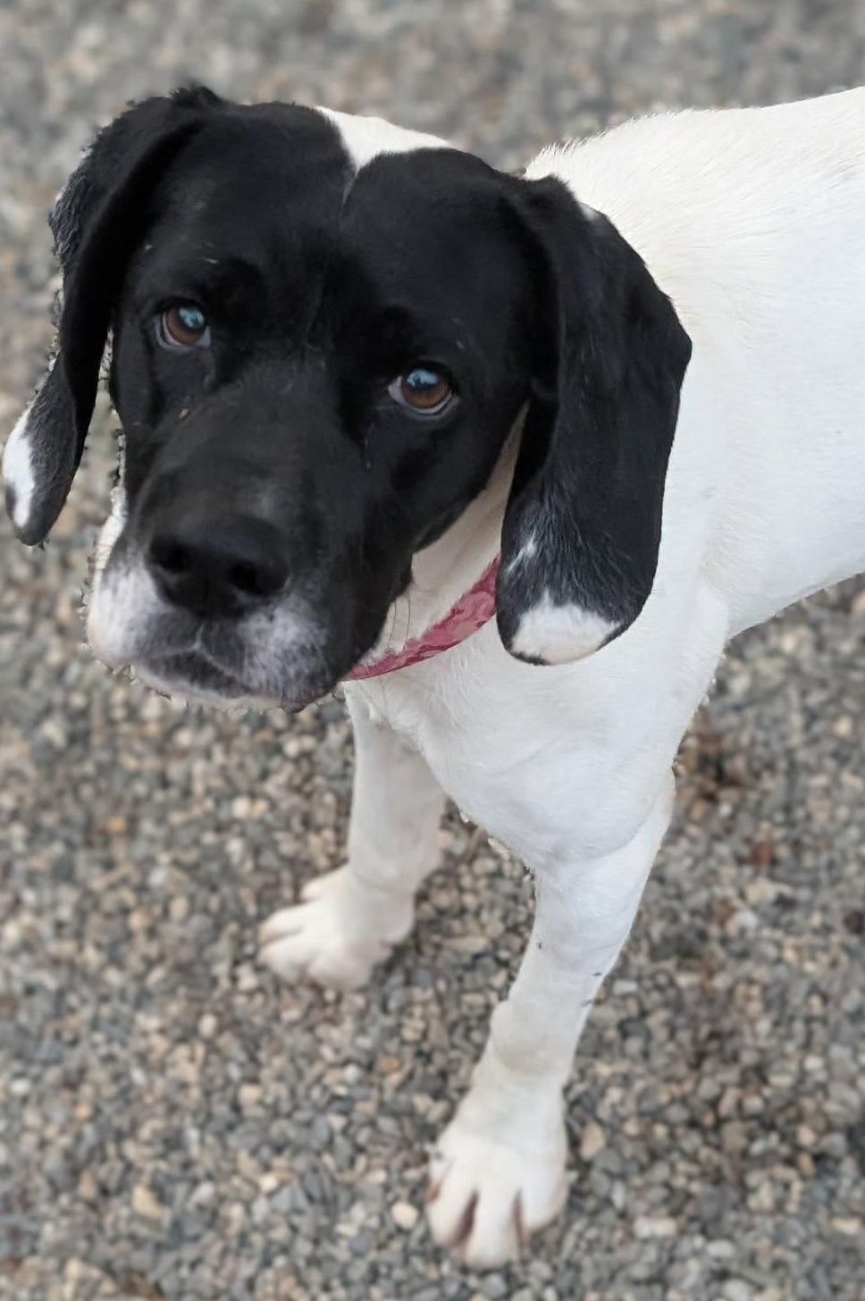 Briar, adoptable, Adult Female Hound.