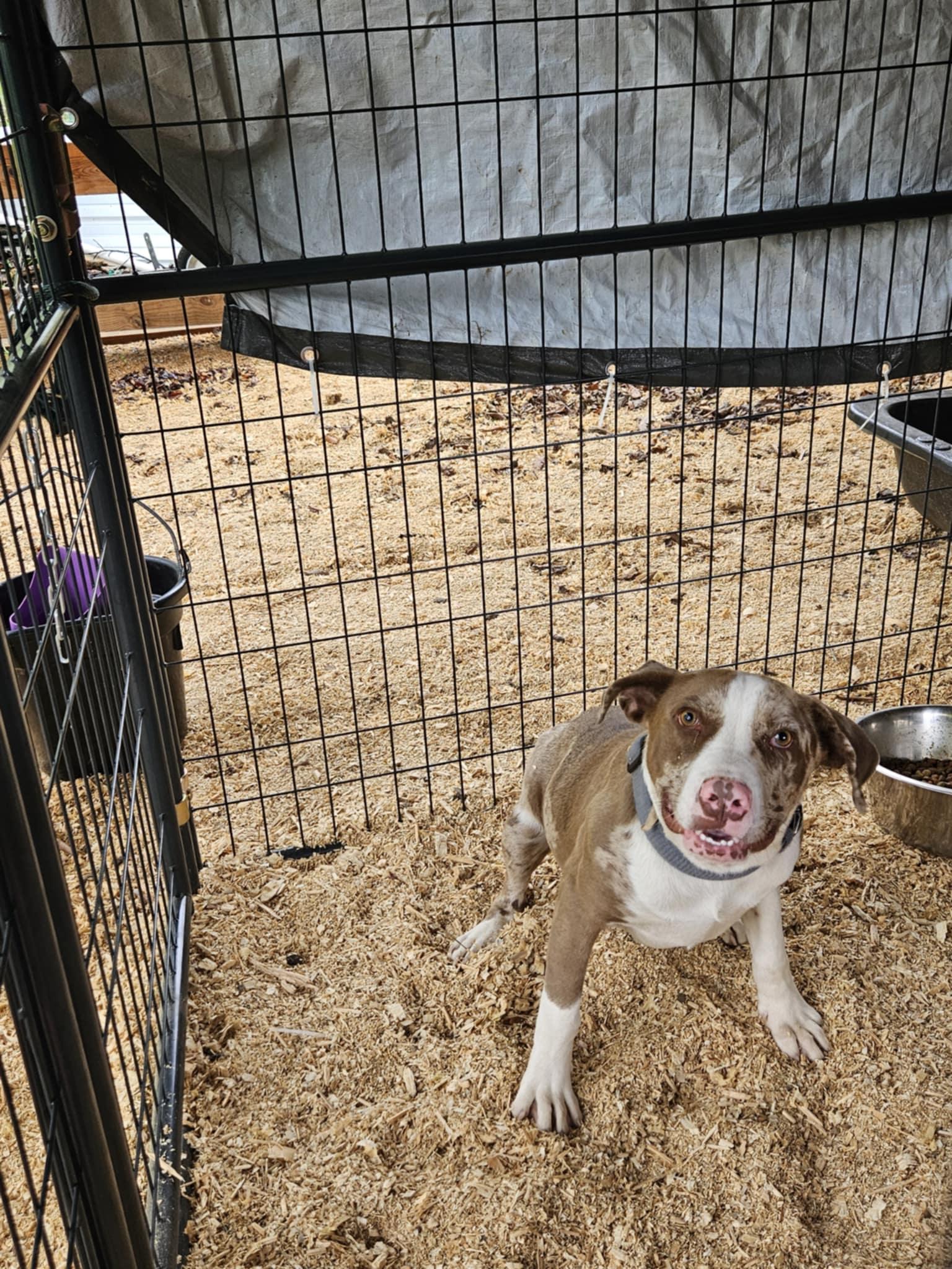 Yeti, Young Male Catahoula Leopard Dog