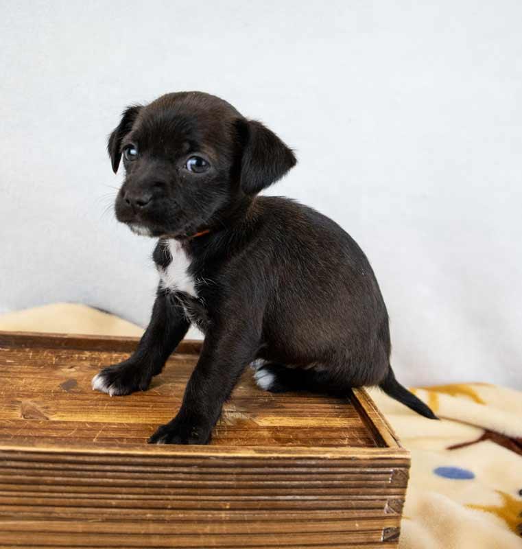 Enlarge Sherri Ann, an adopted mixed breed in Kennesaw, GA image 5/6