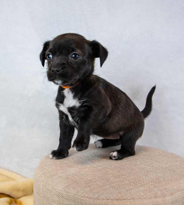 Enlarge Sherri Ann, an adopted mixed breed in Kennesaw, GA image 6/6