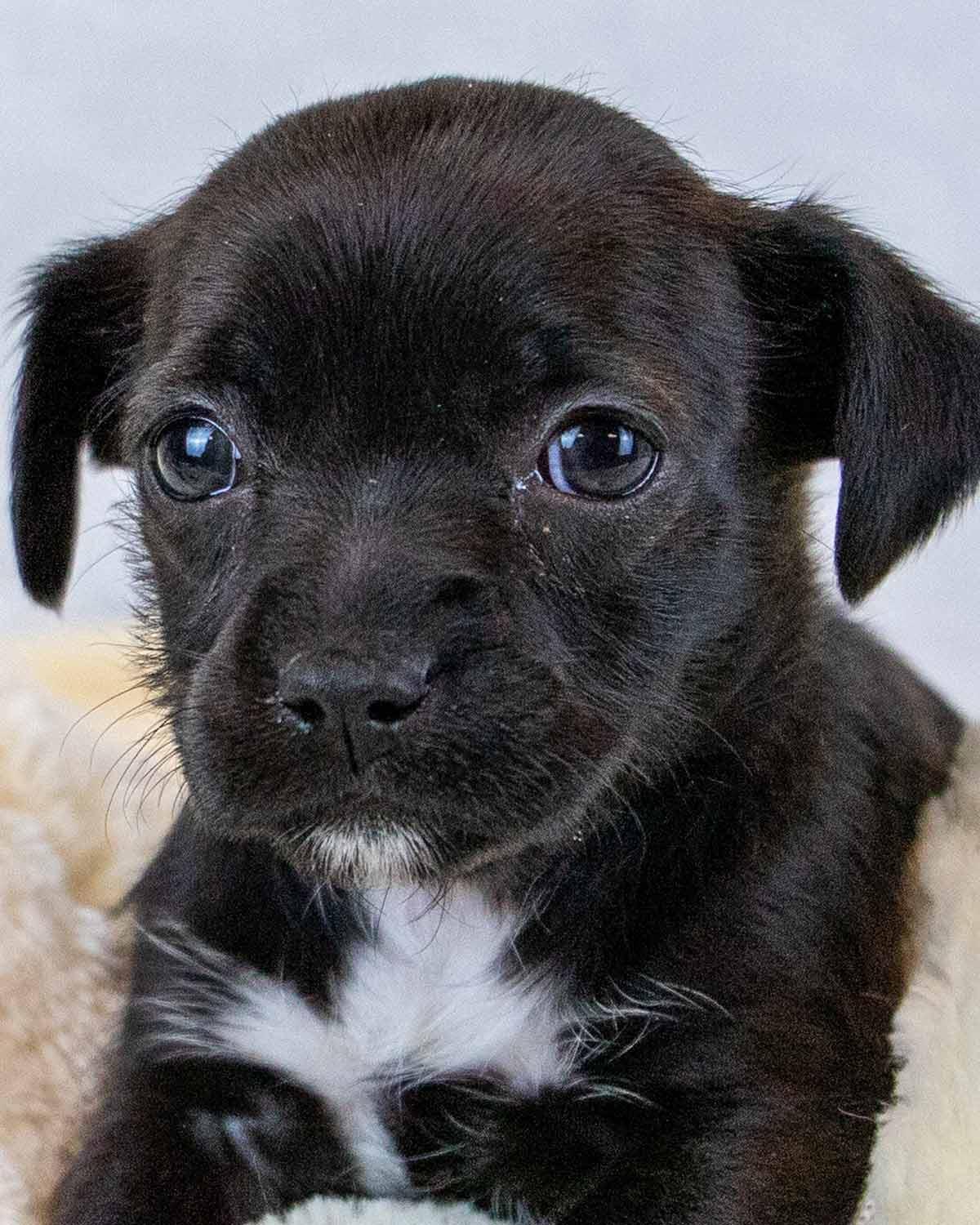 Enlarge Sherri Ann, an adopted mixed breed in Kennesaw, GA image 1/6