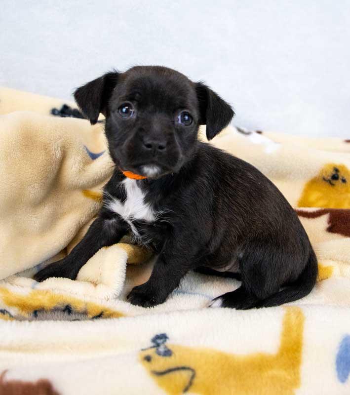 Enlarge Sherri Ann, an adopted mixed breed in Kennesaw, GA image 2/6