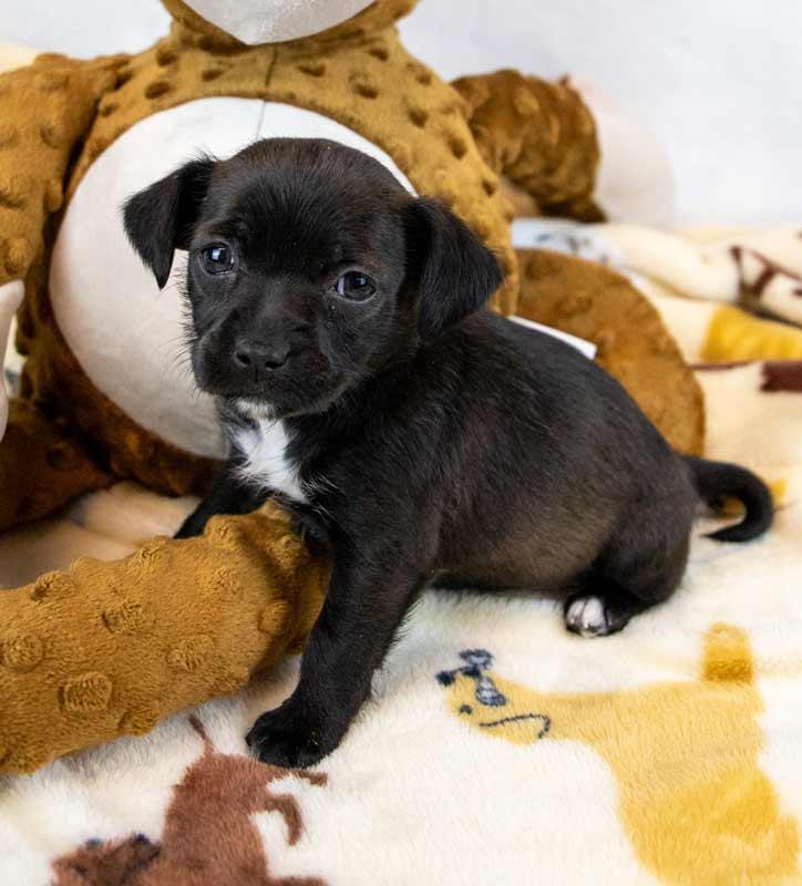 Enlarge Sherri Ann, an adopted mixed breed in Kennesaw, GA image 3/6