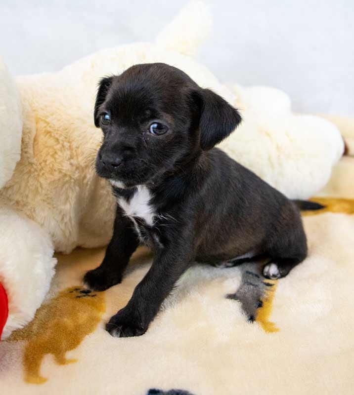 Enlarge Sherri Ann, an adopted mixed breed in Kennesaw, GA image 4/6