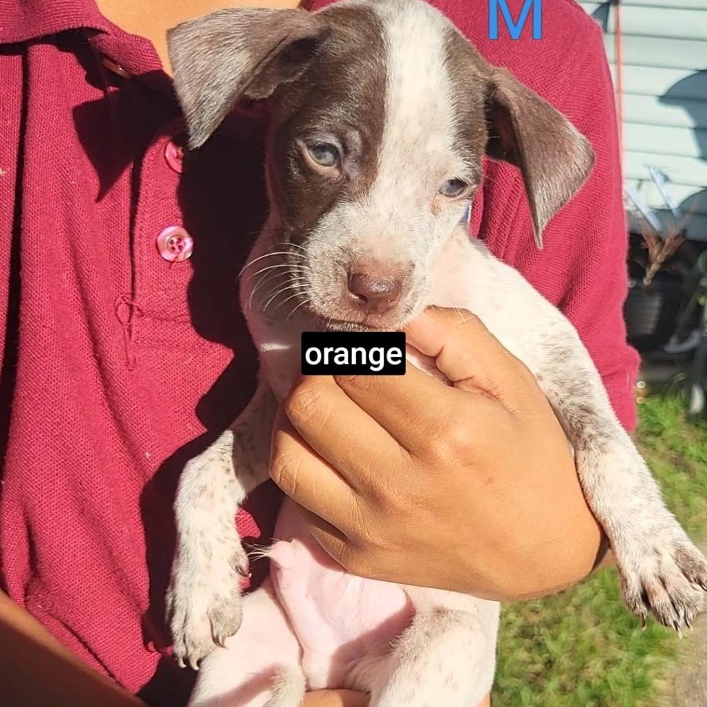 Tostada, Adoptable, Puppy Male German Shorthaired Pointer & Mixed Breed.