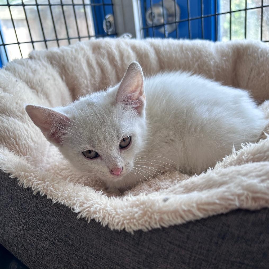 Enlarge Sienna, a ADOPTABLE Domestic Medium Hair in Bryson City, NC image 1/1