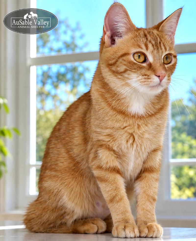 Enlarge Phoebe, a Adoptable Domestic Medium Hair in Grayling, MI image 3/4