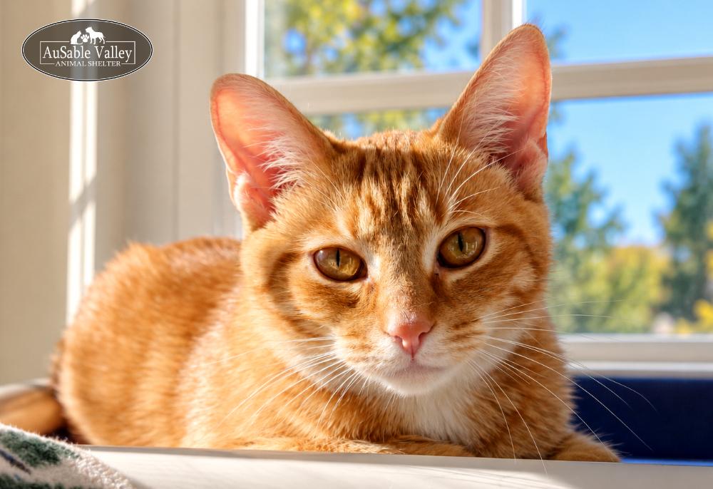 Enlarge Phoebe, a Adoptable Domestic Medium Hair in Grayling, MI image 4/4