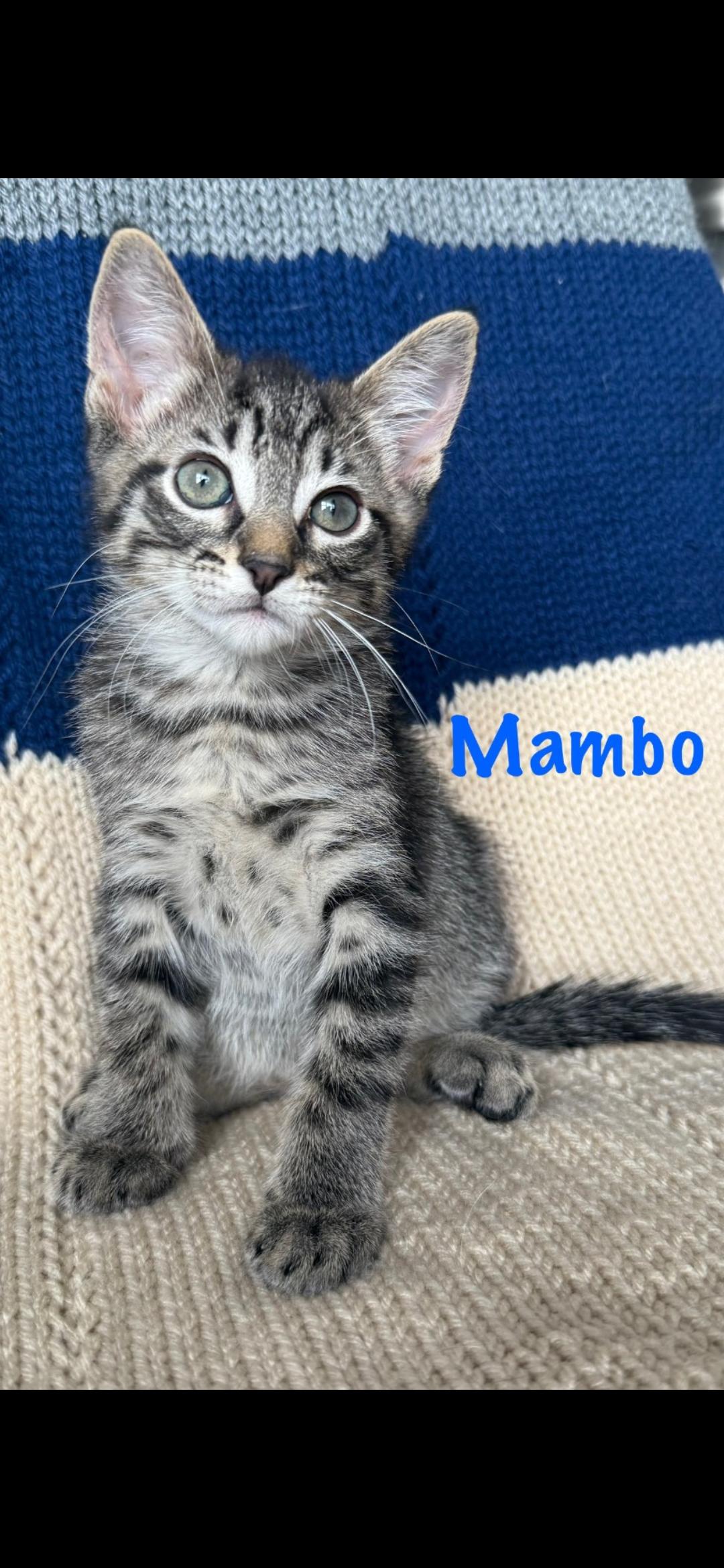 Mambo, an adoptable Domestic Short Hair in Medford, WI, 54451 | Photo Image 1