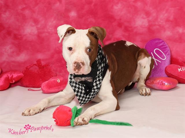 SPUD, Adoptable, Young Male Boxer & Mixed Breed.