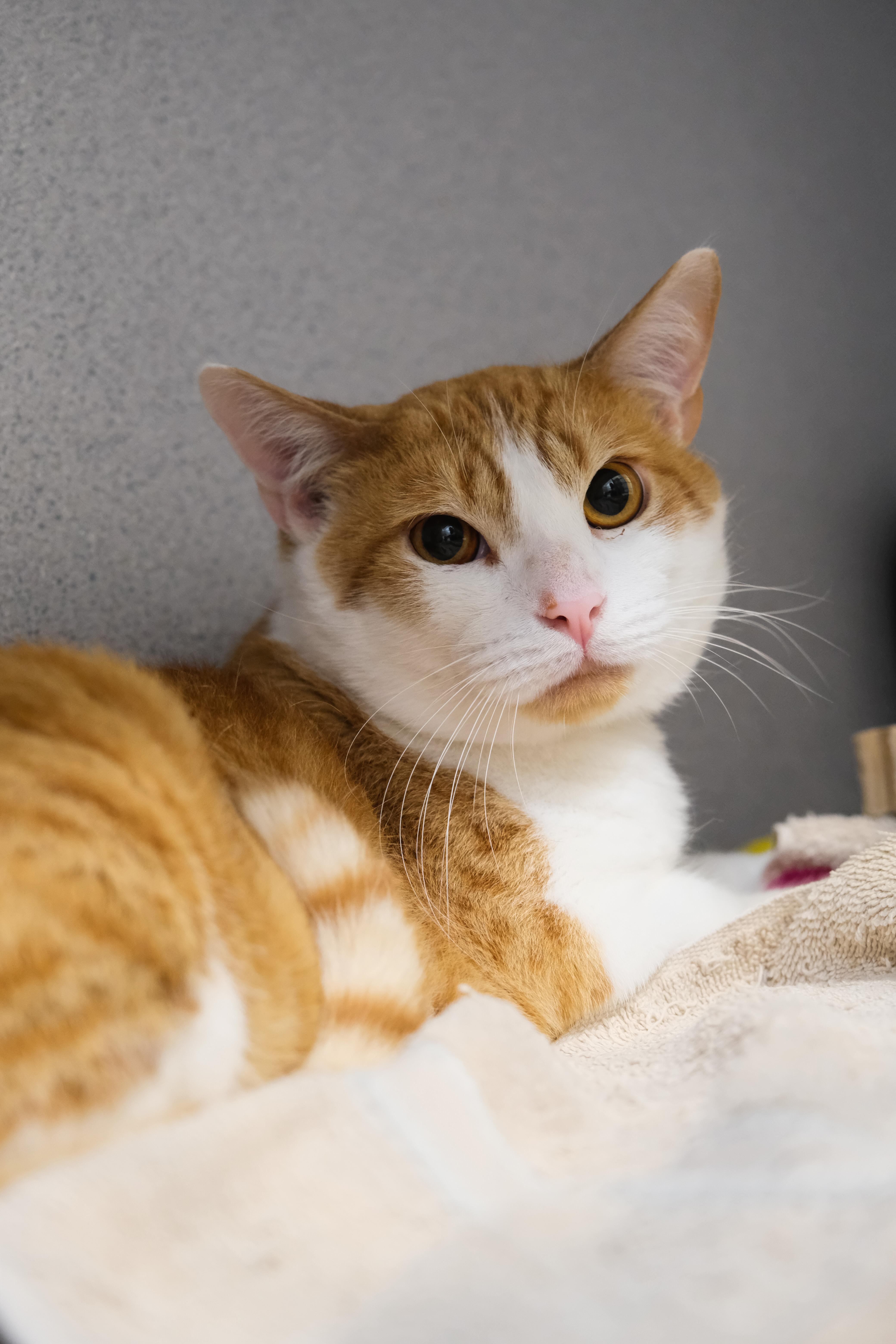 Chester, a Adoptable Domestic Short Hair in Newport Beach, CA image 1/4