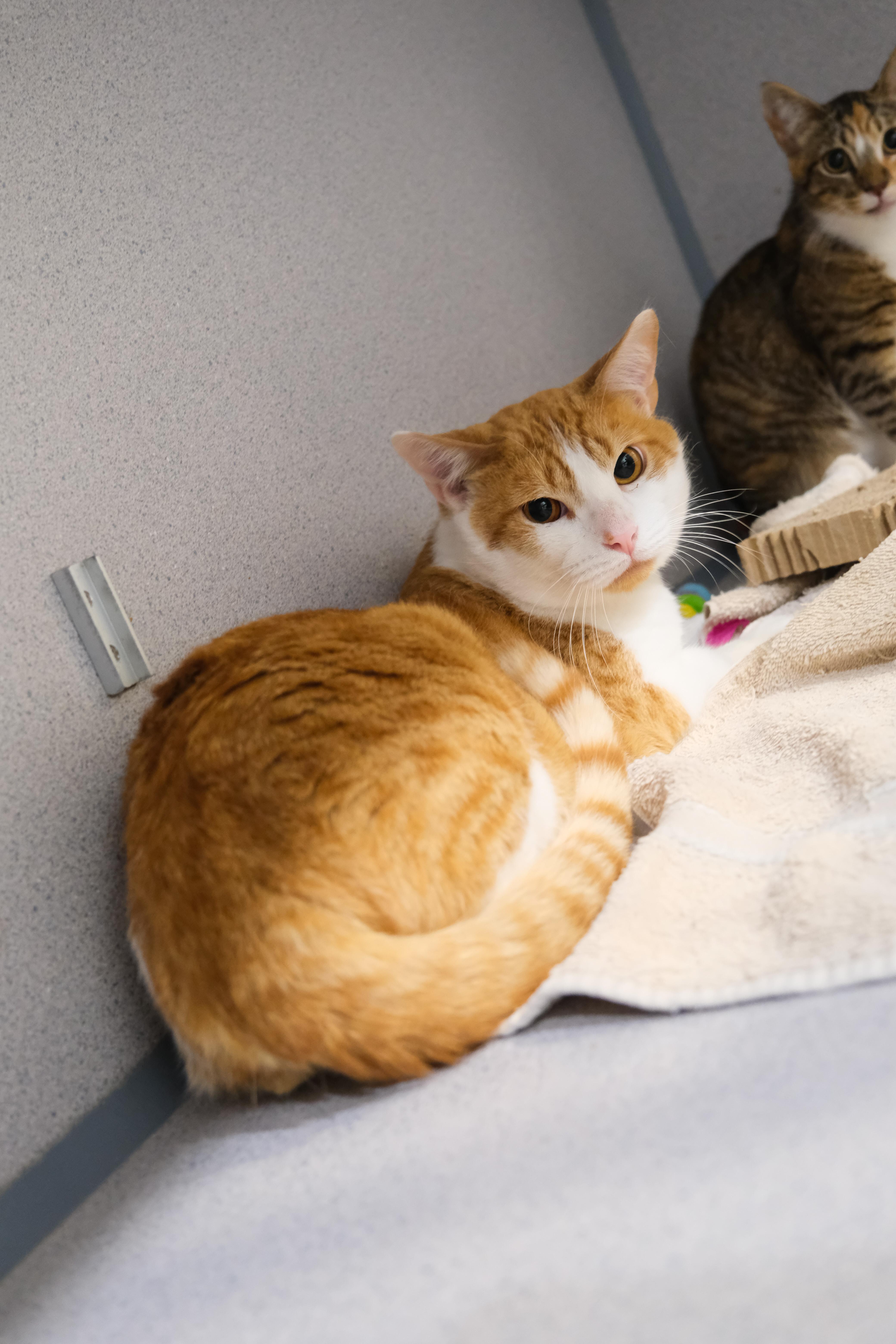 Chester, a Adoptable Domestic Short Hair in Newport Beach, CA image 2/4