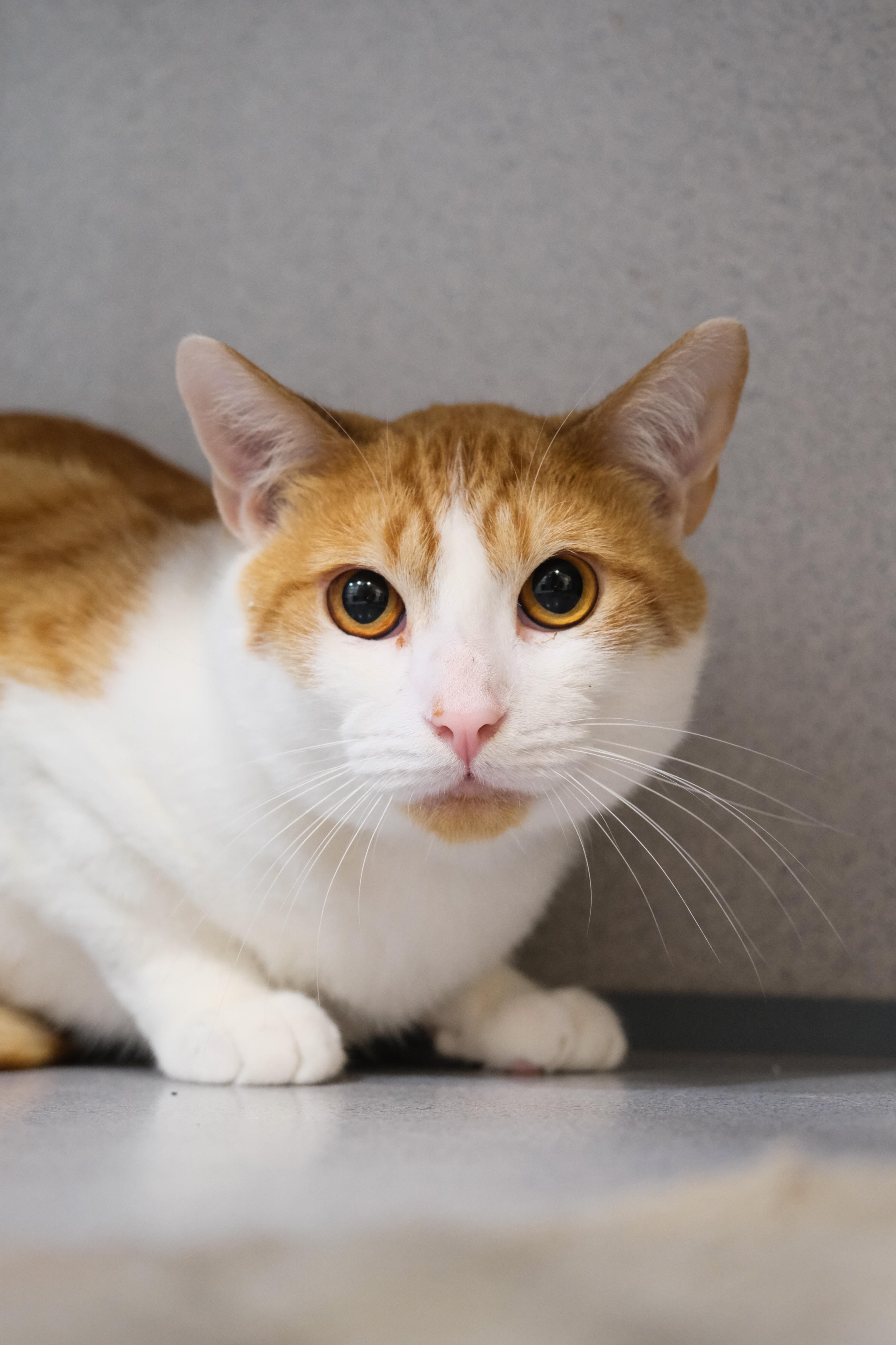 Chester, a Adoptable Domestic Short Hair in Newport Beach, CA image 3/4