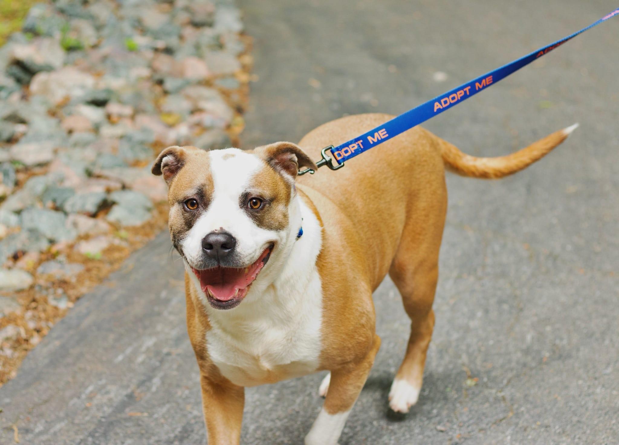 Bruno, a ADOPTABLE American Staffordshire Terrier in Mountain City, TN image 1/3