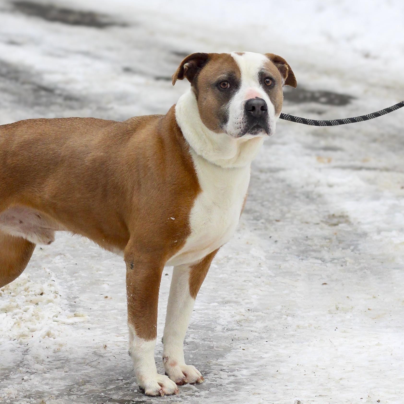 Bruno, a ADOPTABLE American Staffordshire Terrier in Mountain City, TN image 2/3