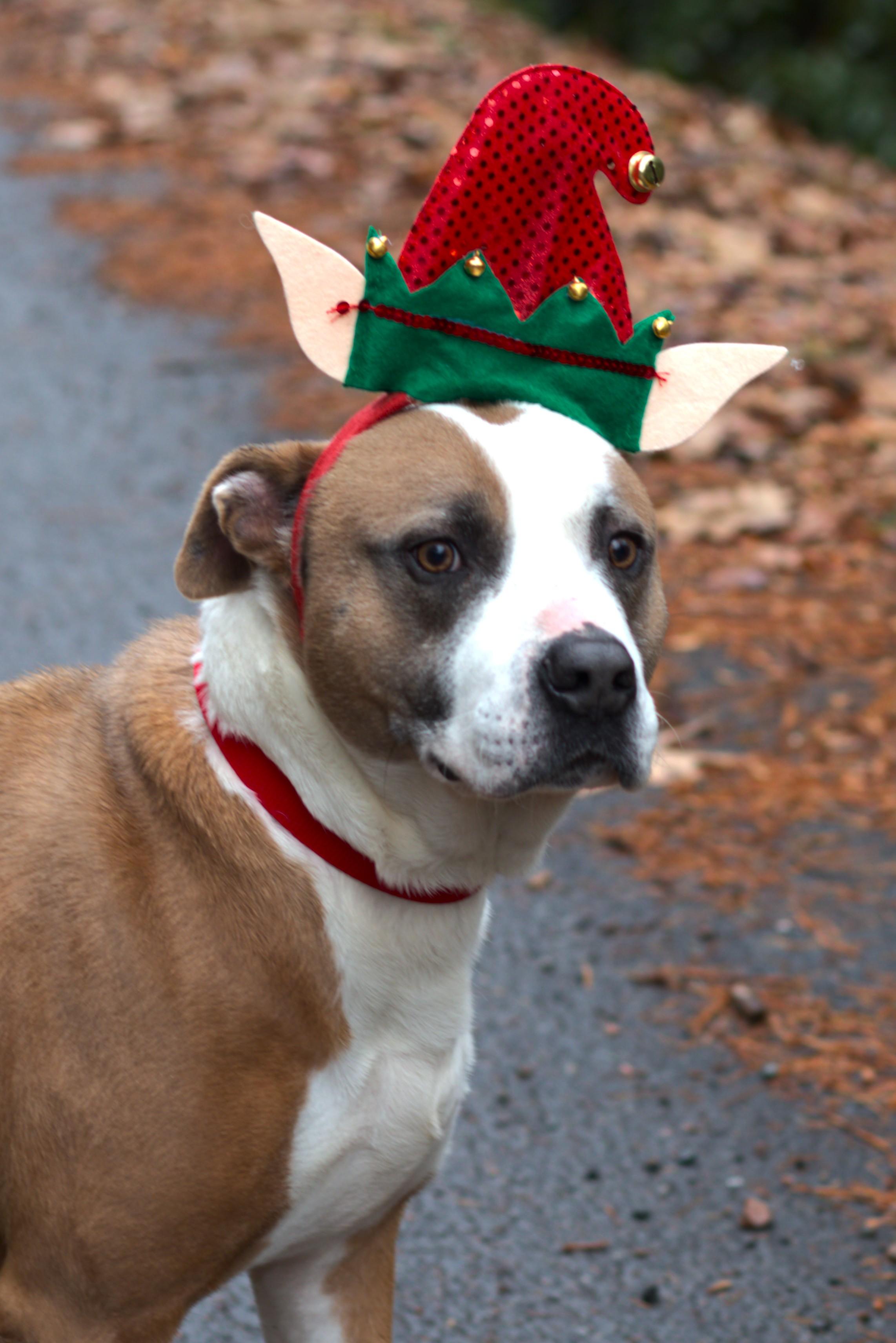 Bruno, a ADOPTABLE American Staffordshire Terrier in Mountain City, TN image 3/3