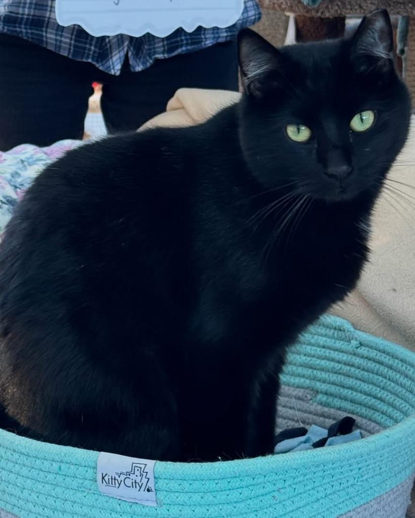 Nelson, Adoptable, Adult Male Domestic Short Hair.