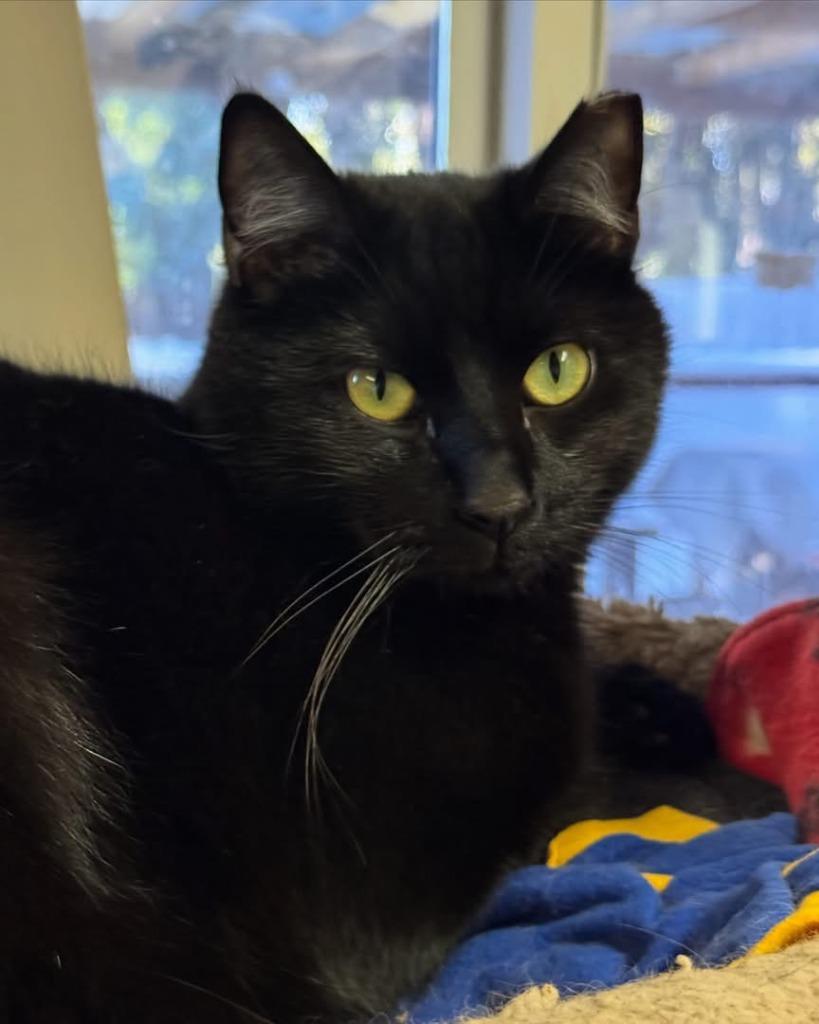 Nelson, Adoptable, Adult Male Domestic Short Hair.